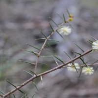 prickly Moses